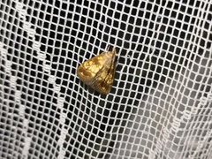 Evergestis politalis