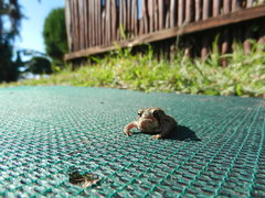 Breviceps mossambicus