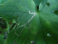 Phytomyza agromyzina group