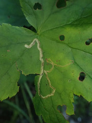 Phytomyza agromyzina group