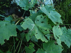 Phytomyza agromyzina group