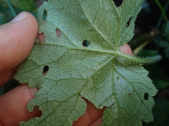 Phytomyza agromyzina group