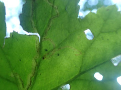 Phytomyza agromyzina group