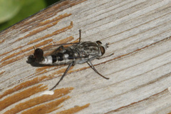 Apiocera