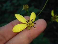 Coreopsis latifolia