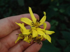 Coreopsis latifolia