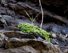 Saxifraga bronchialis funstonii