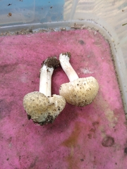 Inocybe erinaceomorpha