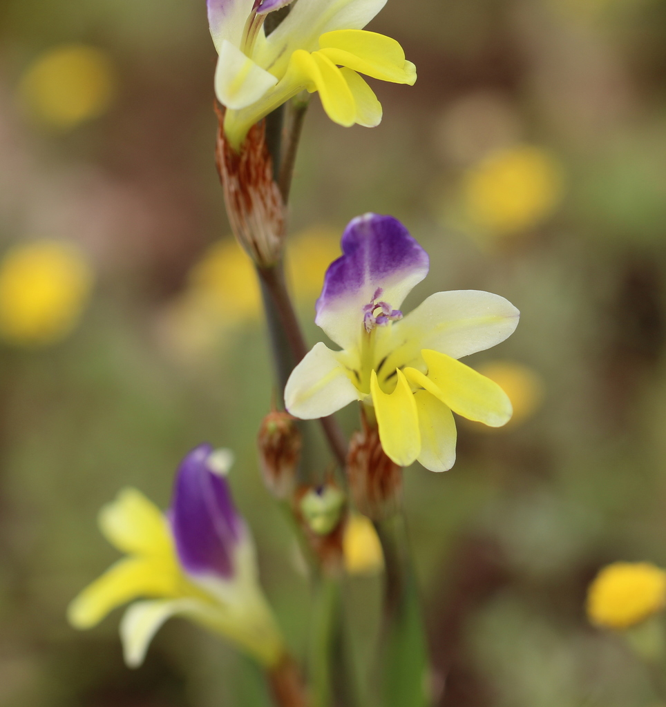 Sparaxis villosa, Riebeeksriver Road, West Coast DC, South Africa