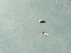 Breviceps mossambicus