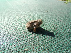 Breviceps mossambicus