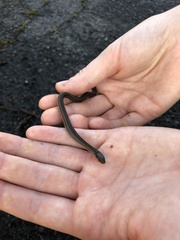 Thamnophis brachystoma