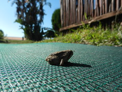 Breviceps mossambicus