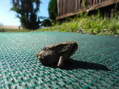 Breviceps mossambicus