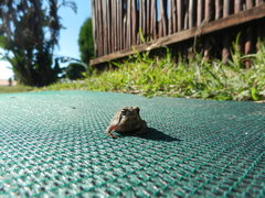 Breviceps mossambicus