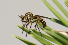 Callinicus pollenius