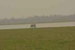 Elephas maximus indicus