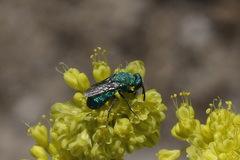 Parnopes