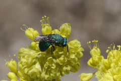 Parnopes
