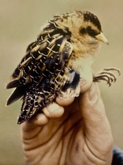 Coturnicops noveboracensis