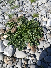 Spring Cress (Barbarea verna)