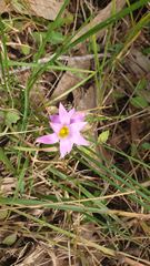 Romulea rosea australis