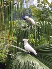 Cacatua