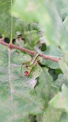 Odontopodisma decipiens