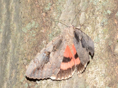 Catocala amatrix