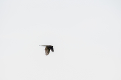 Accipiter virgatus fuscipectus