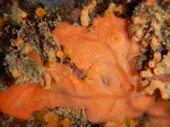 Spirastrella cunctatrix