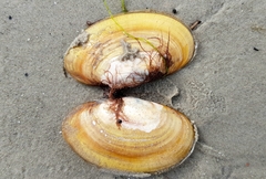 Hiatula biradiata