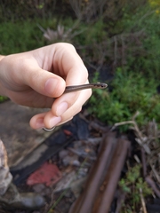 Thamnophis brachystoma