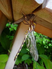 Cordulegaster bilineata