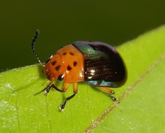 Platymela sticticollis