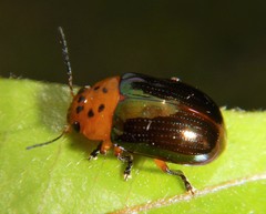 Platymela sticticollis
