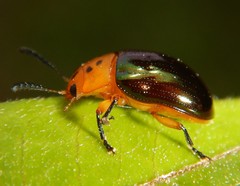 Platymela sticticollis