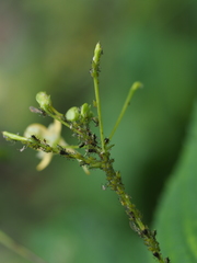 Impatientinum asiaticum