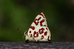 Anteros bracteata