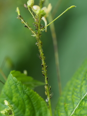 Impatientinum asiaticum