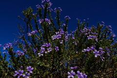 Jamesbrittenia fruticosa