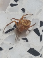 Araneus diadematus