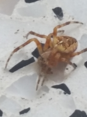 Araneus diadematus