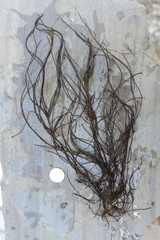 Chordaria flagelliformis