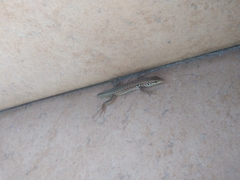 Podarcis siculus siculus