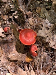 Pseudohygrocybe