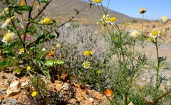 Lasiospermum brachyglossum