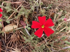 Jamesbrittenia bergae