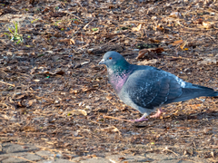 Columba livia domestica