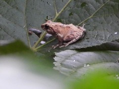 Raorchestes sanctisilvaticus